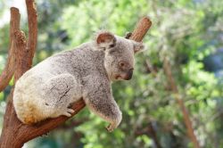 Koalas at Raymond Island, near Paynesville